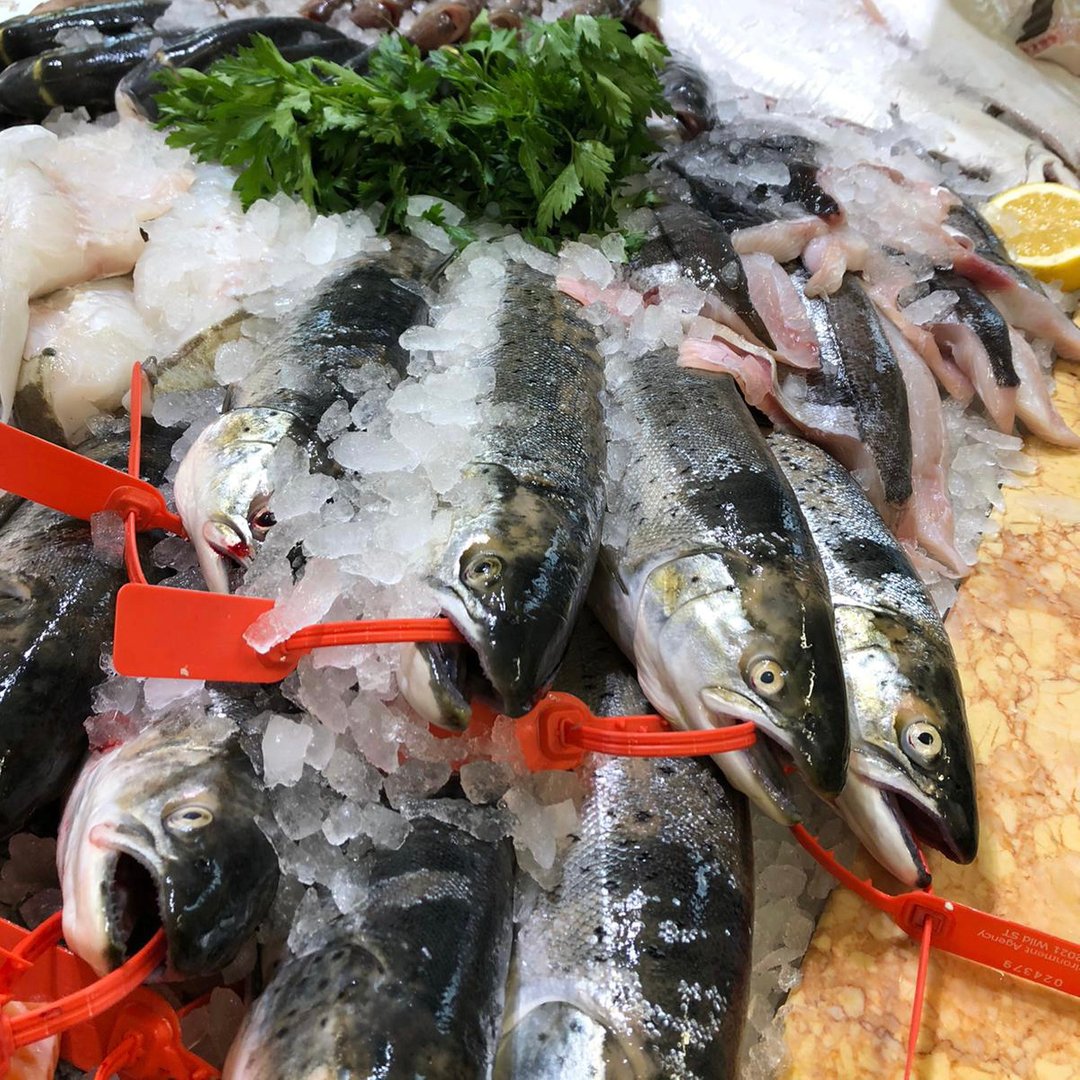 Wild Sea Trout donning the show