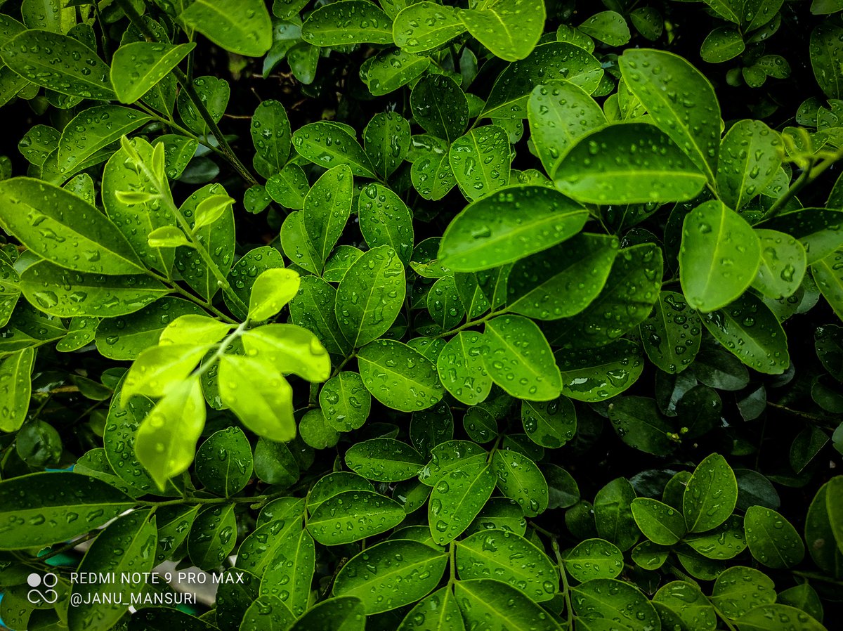 photographar Janu tweet media