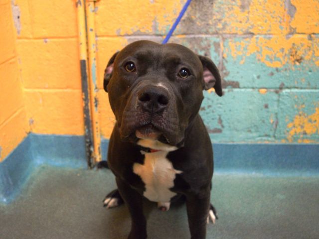 imPheetus's tweet photo. Earlier this week, the superb community of the Pheetus Lounge raised over $3,400 USD to help save abused animals and support the amazing efforts of @nycscr 🐶

https://t.co/XQKGXAFxBx

Thank you everybody! Your generosity saves lives! https://t.co/Pk3ATcFvcq