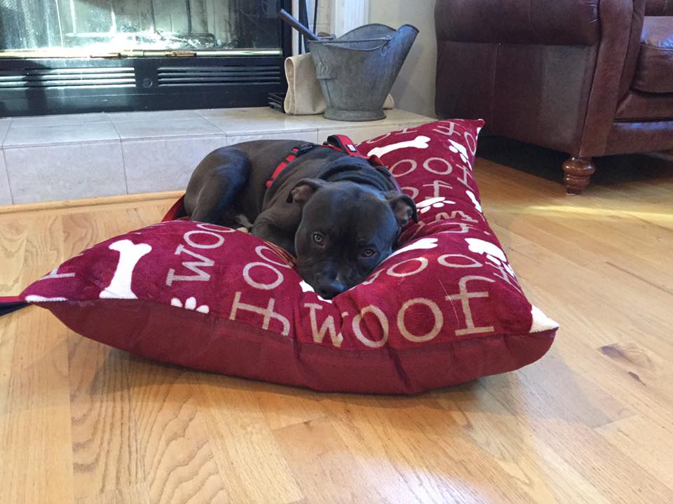 imPheetus's tweet photo. Earlier this week, the superb community of the Pheetus Lounge raised over $3,400 USD to help save abused animals and support the amazing efforts of @nycscr 🐶

https://t.co/XQKGXAFxBx

Thank you everybody! Your generosity saves lives! https://t.co/Pk3ATcFvcq