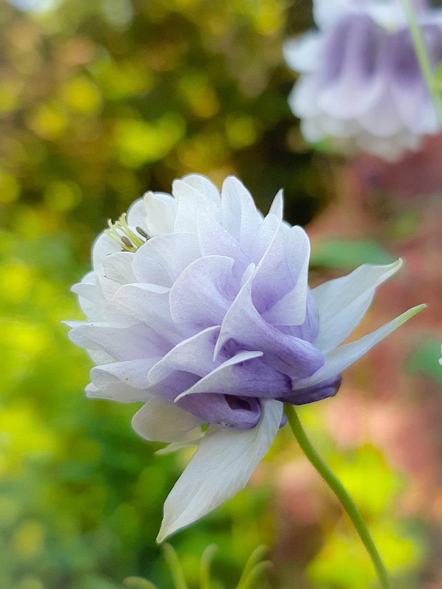 One of my little selfseeded darlings - Aquilegias 
#Flowers #plants #gardening