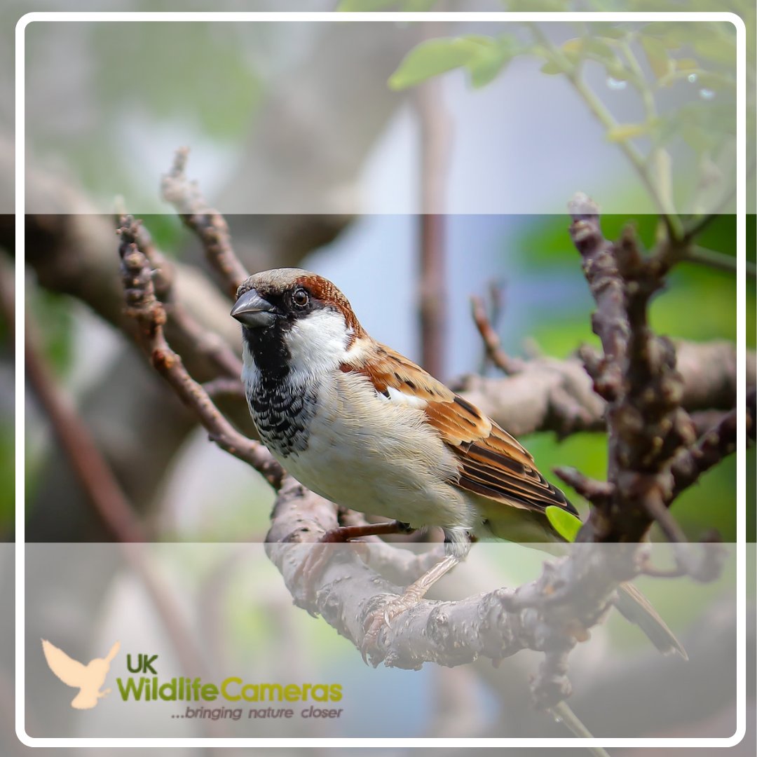 Find out more about UK Wildlife Cameras then browse our lineup of equipment and take advantage of the competitive prices we offer.

Bringing nature closer.
ukwildlifecameras.co.uk

#wildlife #nature #trailcams