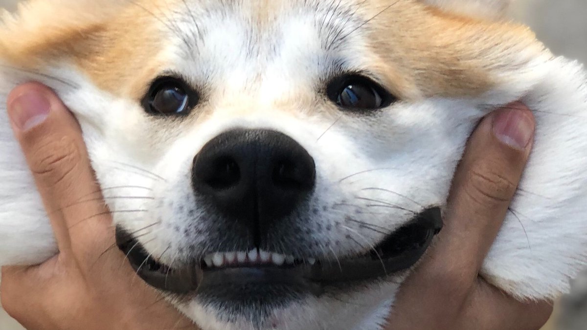 perrSONs's tweet photo. Lo adoras ¡y queremos conocerlo! ❤️🐶
Publica una foto de tu #Perro con el hashtag #MiPerroMiAmor y subiremos su foto a la web 📸 https://t.co/h89iGoQ8OP 
#Perros #DogsOfTwitter #PerrosYDueños https://t.co/61VBYuDAZo