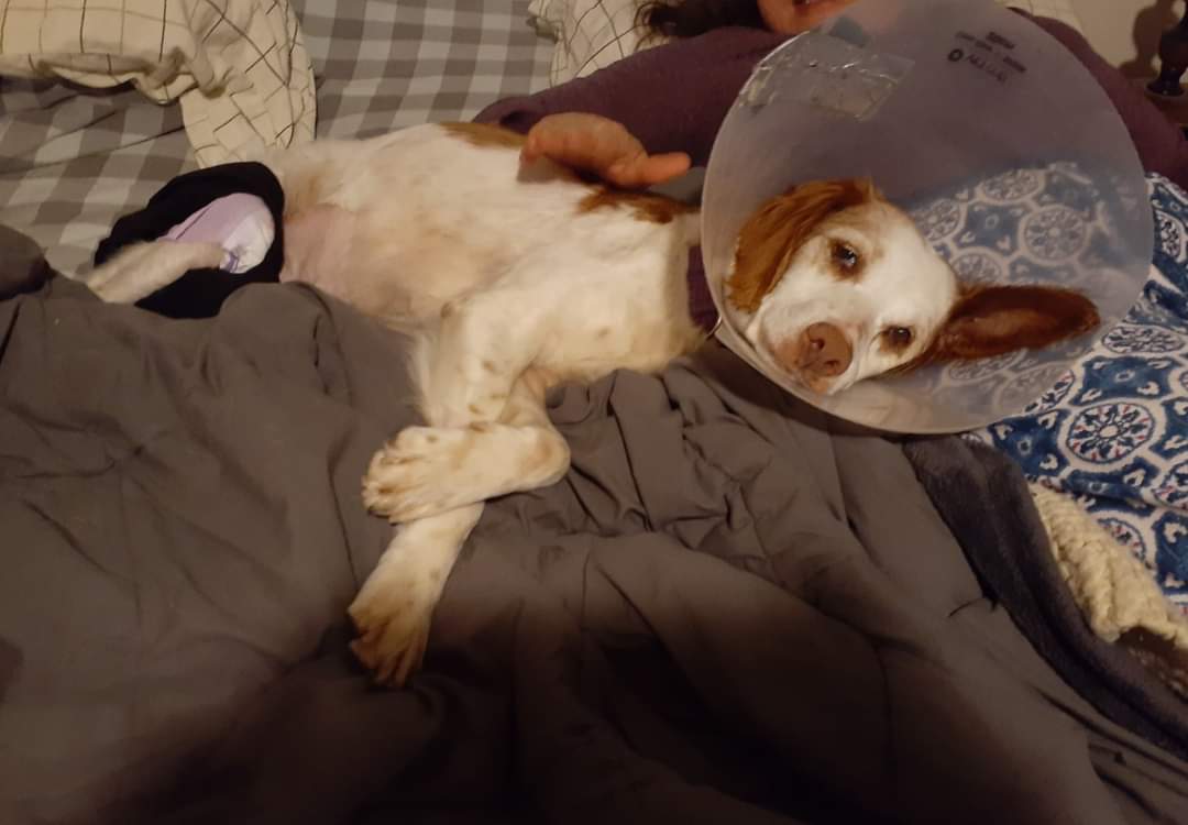 ABrittanyRescue's tweet photo. In June's #FosterTails, James DeKnight explores some of the hard parts of fostering with Lucy's story. (* Spoiler alert: grab some tissues, but there's a happy ending!)
https://t.co/vdYMp2nQ0V https://t.co/I0rvQ1J3rR