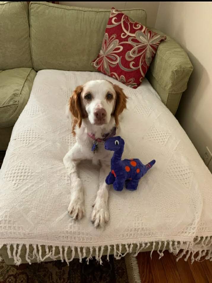 ABrittanyRescue's tweet photo. In June's #FosterTails, James DeKnight explores some of the hard parts of fostering with Lucy's story. (* Spoiler alert: grab some tissues, but there's a happy ending!)
https://t.co/vdYMp2nQ0V https://t.co/I0rvQ1J3rR