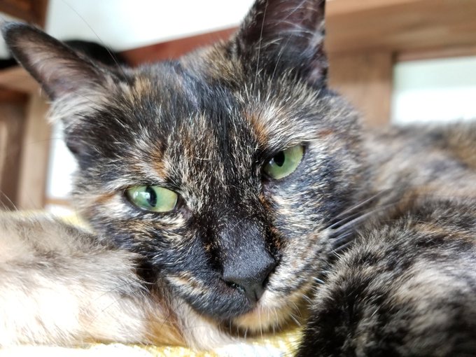 ねこ日のtwitterイラスト検索結果 古い順