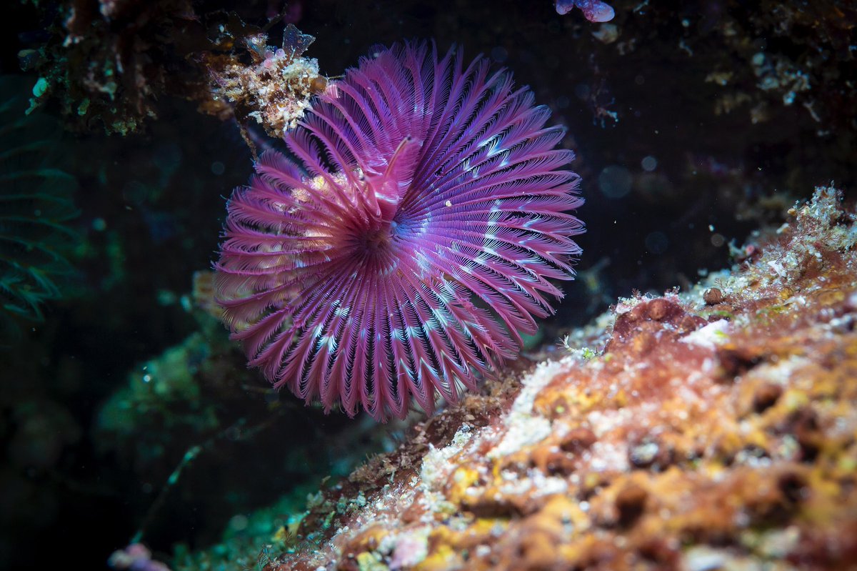 BanderasScuba's tweet photo. The best way to start a Saturday morning, isn’t it?

Los Arcos June 2021.
.
.
.
.
.
.
.
#BanderasScuba #Banderasscubarepublic #PVScuba #PADI #PVPADI #PADI5star #ScubaVallarta #pvscubadiving #PuertoVallarta
#BuceoPuertoVallarta
#vivanaturamexico #vivanatura #divepv #lovenature https://t.co/xvkm4UZE1O