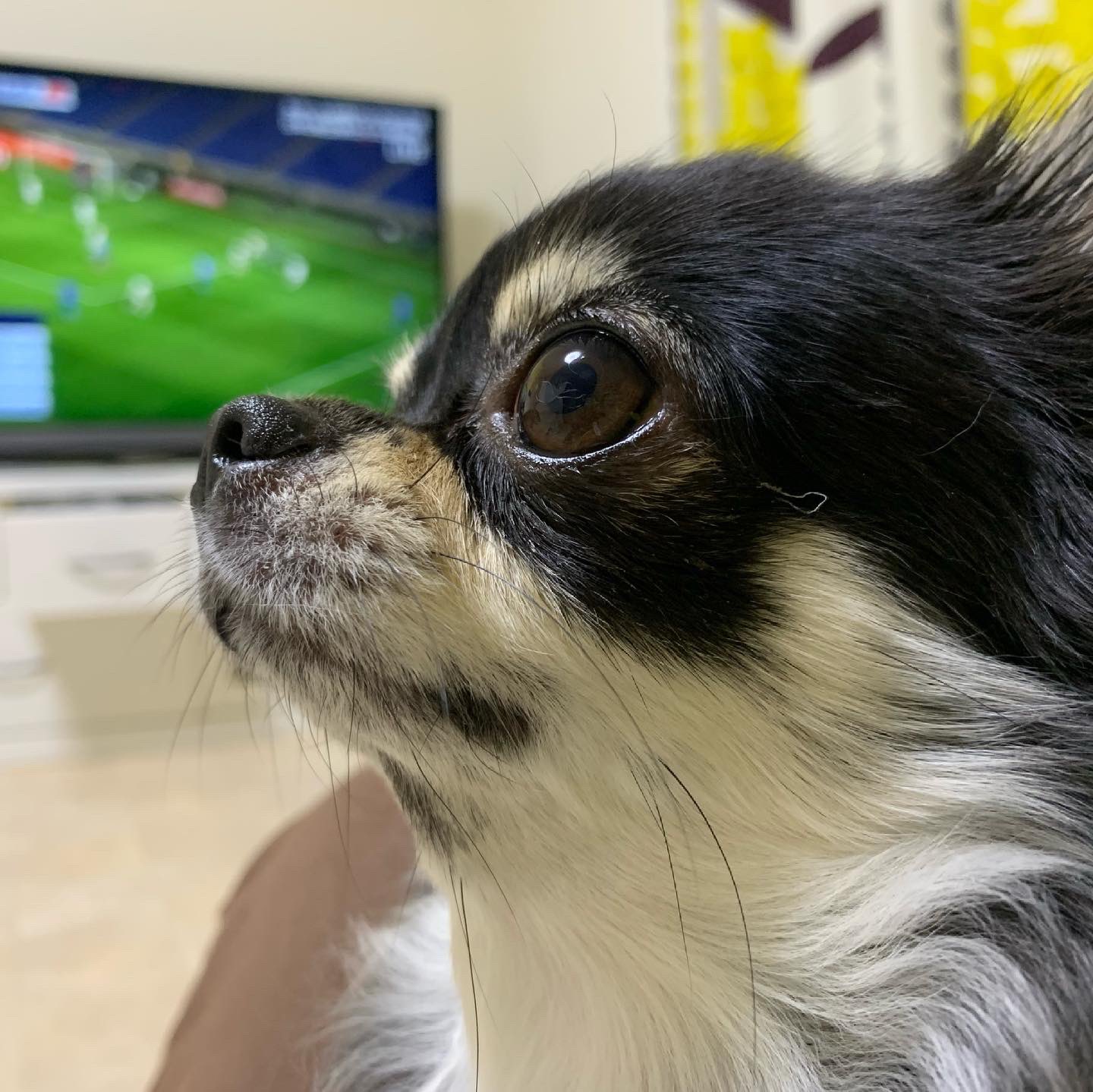 Chico 横顔イケメン チワワ ロングコートチワワ Chihuahua T Co Ksk5vw6tla Twitter
