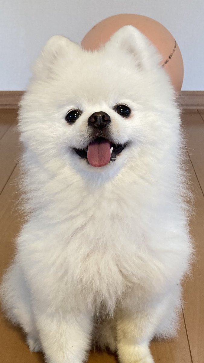 タレ目の犬 ポメラニアン 本当は怒ってないのに 眉間に水が溜まって乾かないから怒った顔になっちゃう タレ目の犬 ポメラニアン 本当は怒ってないのに 眉間に水が溜まって乾かないから怒った顔になっちゃう