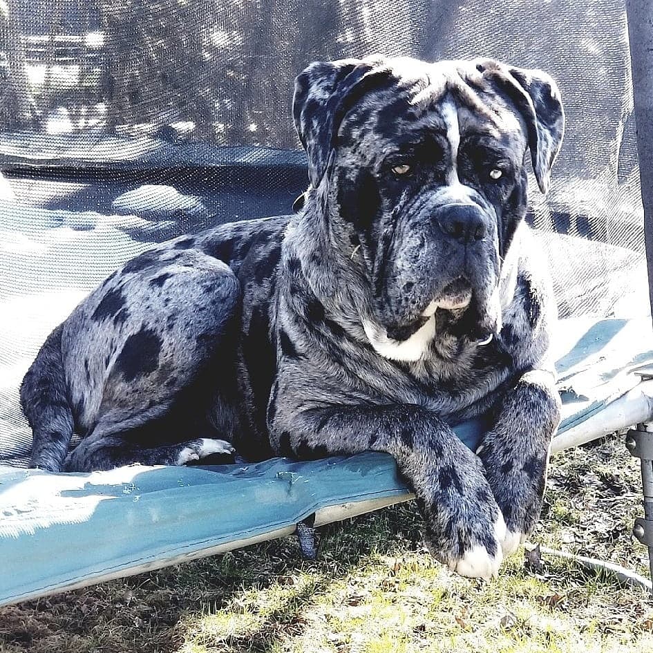 docloza12's tweet photo. @AmyFreeze7 #bigdogsunday our handsome boy #BrodyMonster #merlemastiff https://t.co/thjcyTlNF1