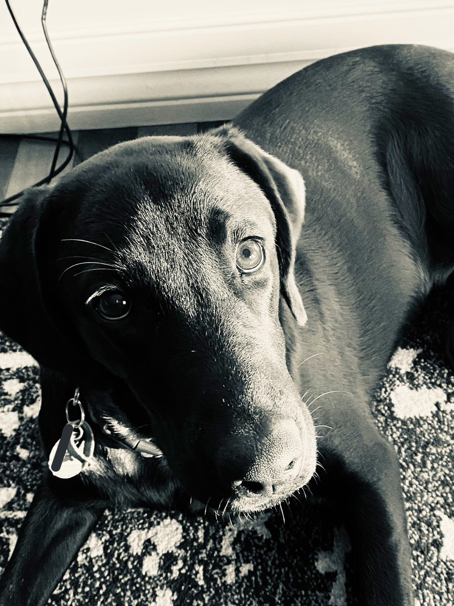 CTyph00n's tweet photo. Just took the cutest photo of my puppy, Poppy, and put a quick filter over the photo!!
Man I love her!
Hope ya love this pic and her just as much as I do! 
#dog #puppy #Poppy #Labrador #dogsoftwitter https://t.co/Lo3A4nCDgU