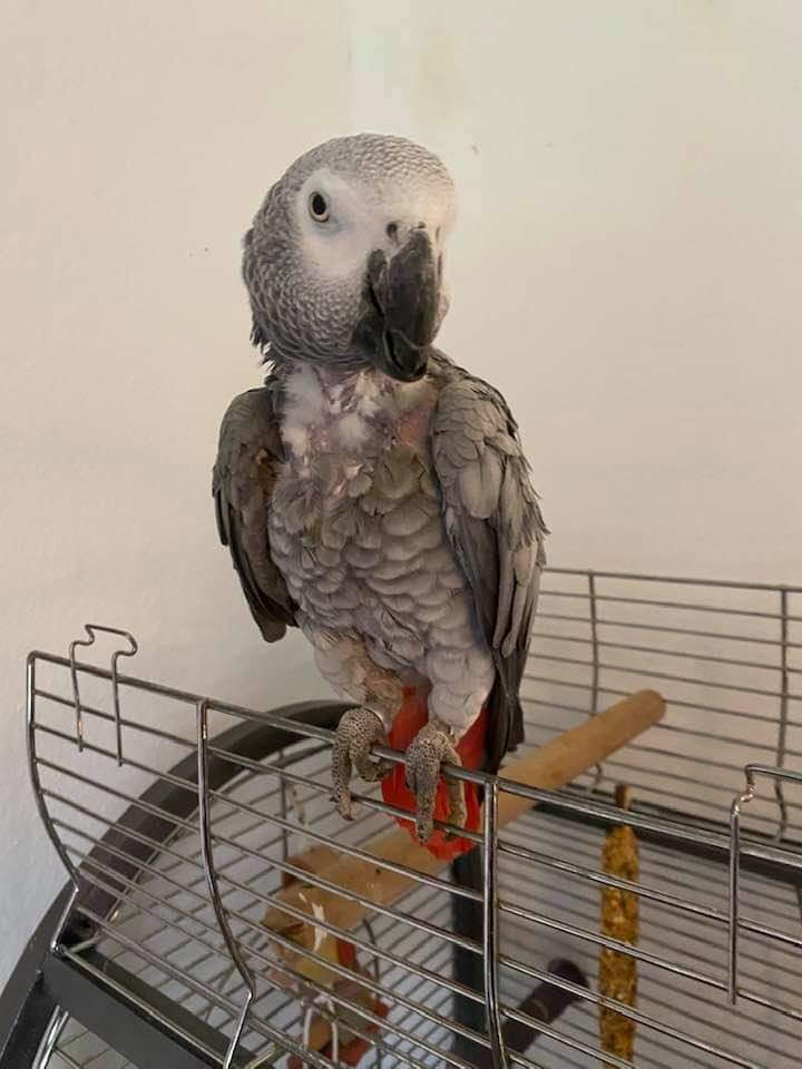 lisaphipps15's tweet photo. Female Parrot SKY #STOLEN during house burglary taken not escaped #Tunsmore #NN13 near Croughton #Bicester #Brackley makes distinctive notices, saying "come on" & makes kidding noises SHE IS 20 YEARS OLD very set in her ways & needs to be returned to her family #stolen #parrot https://t.co/zuh3x6vILC