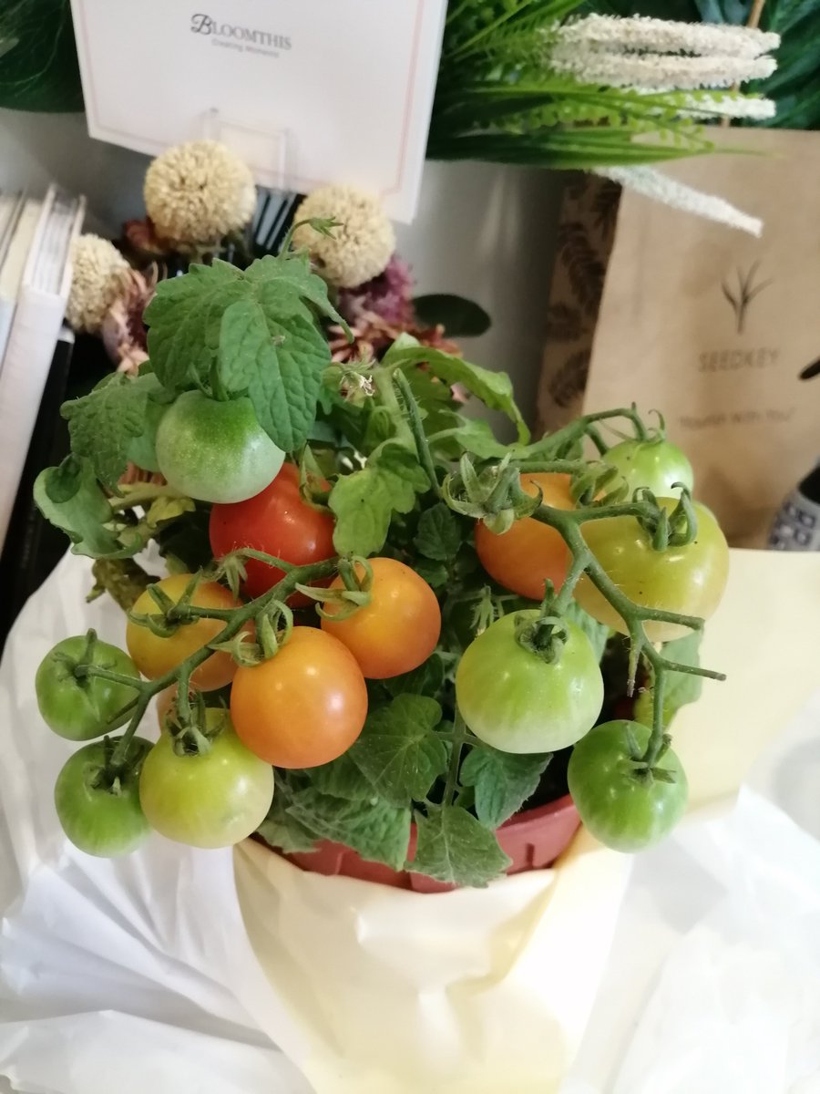 lyanasulaiman96's tweet photo. Also, why buy tomatoes when you can grow them. Ni pun jgn mati pls ameen #newcommitment @feeothman https://t.co/6YqMK054vx