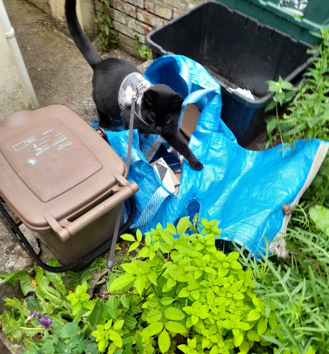 Furiends I does not wish to alarm mew, but on mine #Hedgewatch today I found a blue bag where mum puts cardboard boxes fur "recycling" 

Dis a betrayal of da highest order! Those boxes is mine! 😿😿

Has mews hooms also committed dis betrayal??