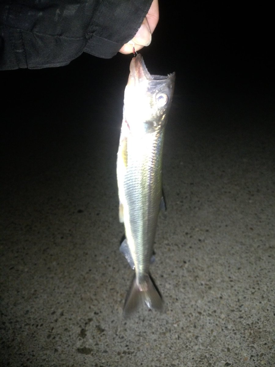 カジカ伯 ガンズ キュウリウオ クロソイ ですかねぇ 魚種とか正直よく分かってません 暗いし カジカ伯 ガンズ キュウリウオ クロソイ ですかねぇ 魚種とか正直よく分かってません 暗いし