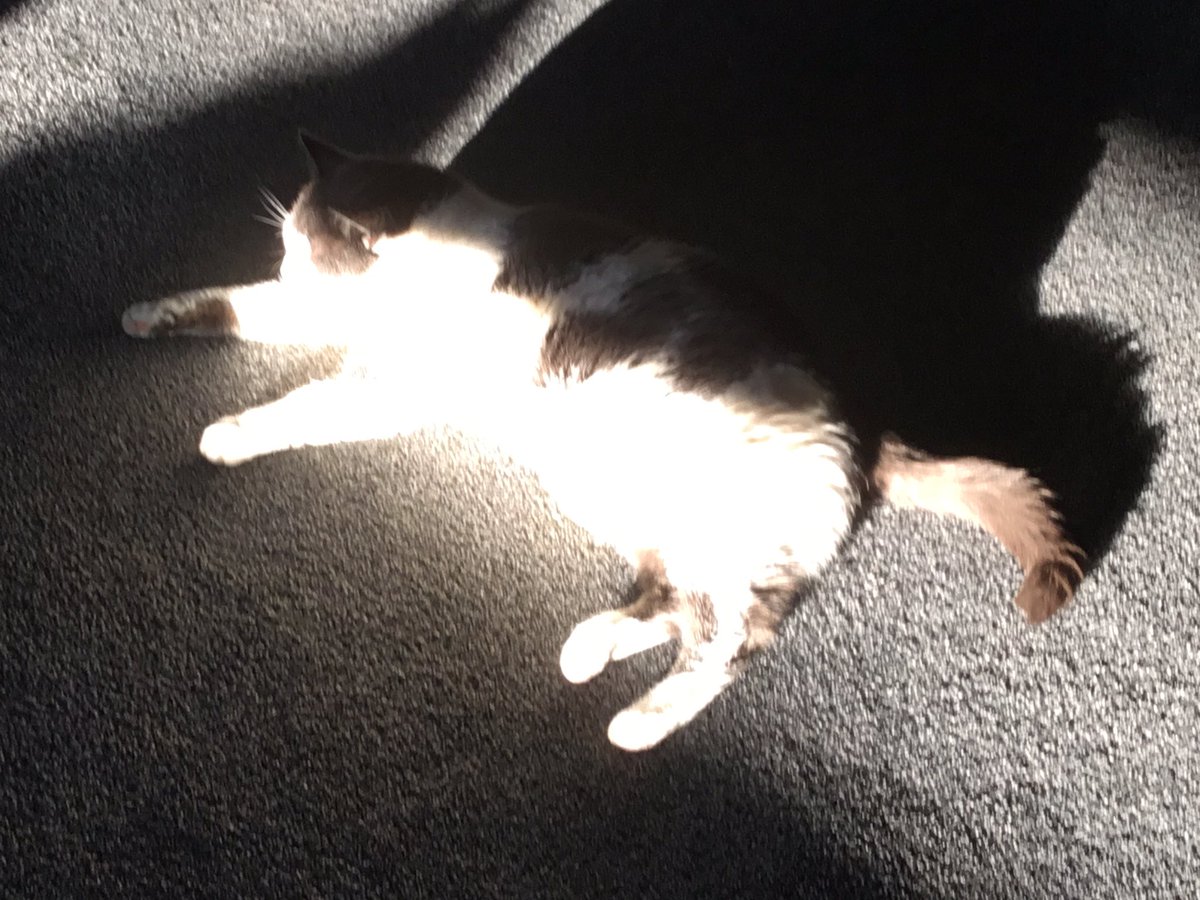 kirstym53's tweet photo. Happy #Caturday to all our dear friends. Its #sunpuddlesaturday here today and everyone is snoozing. Would this qualify for #hedgewatch subgroup MEOW ? โค๏ธโค๏ธ๐พ๐พ๐พ๐พ #CatsOfTwitter https://t.co/lLKFP2NLXk