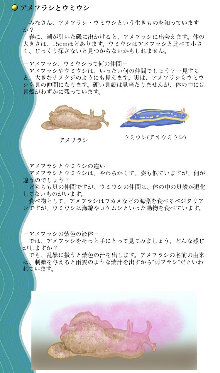 Uzivatel 中川q矢 Na Twitteru ウミウシという意見とアメフラシという意見が T Co Wh0jdrpko6 Twitter