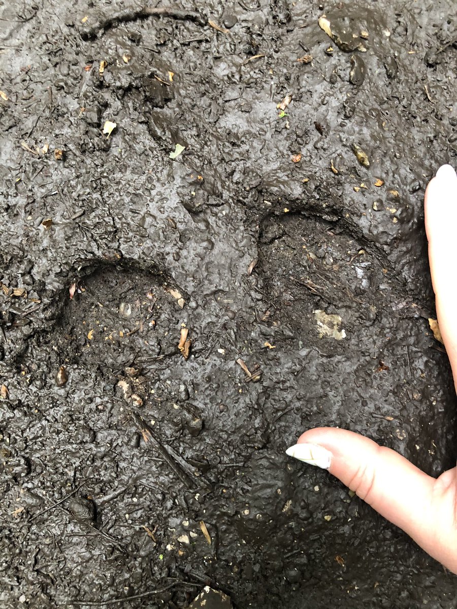 Biodiversitup's tweet photo. Belle empreinte de biche trouvée ce matin au bord de la #Risle en @EureenNormandie de @RegionNormandie 👍🏻 #animaux #faune #normandie #balade #randonnée #nature #environnement #biodiversité https://t.co/ax7II3fYiV