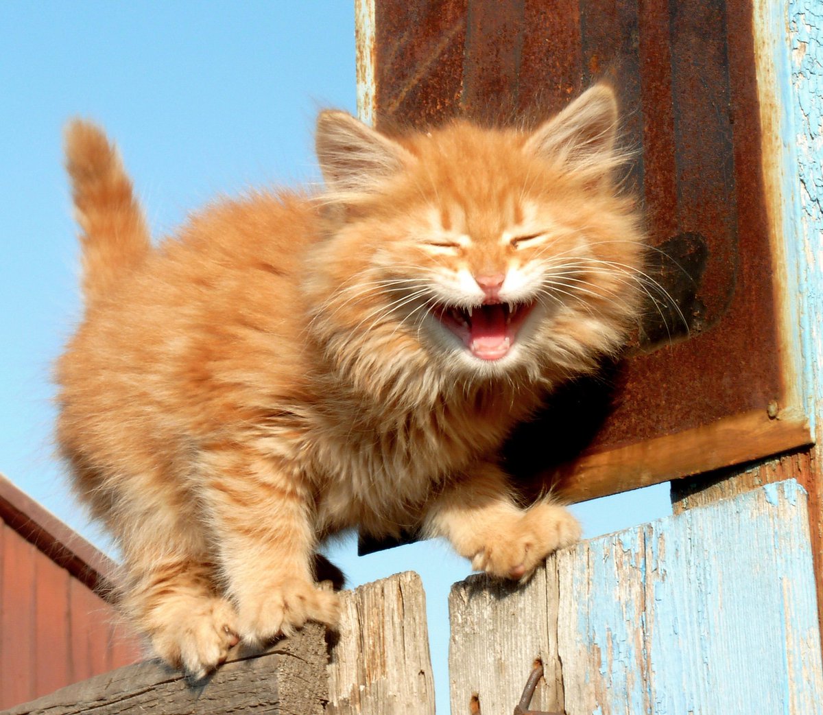 Довольный рыжий кот. Рыжий котенок улыбается. Рыжий кот улыбается. Довольная морда. Кот ухмыляется.