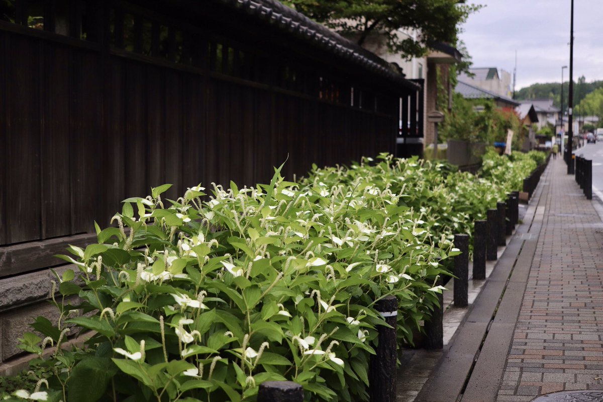 y9dEDLkXxEcfuWn's tweet photo. 花穂が出ると同時に葉を白くする
#ハンゲショウ 
こんなに茂るかと調べたらドクダミ科ハンゲショウ属。でも自生地は少なくなっているらしい。
雨の日 #半化粧 だけが売りの街道を応援するのと同じかな、蜜蜂も半夏生を贔屓にしている(4枚目うっすら)^^

#saururus #lizardtail
町田 小野路宿通り 19日 https://t.co/9Y6d61ZOVL