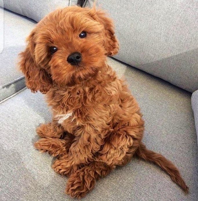 AkwajiFaith's tweet photo. SS from a video and a cute dog🥴 https://t.co/6eKxgZXGLs
