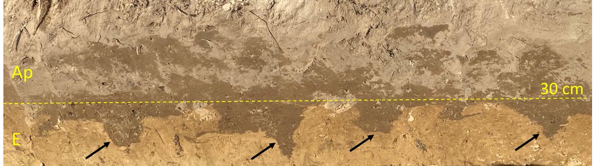 krumensenke's tweet photo. Near Müncheberg rediscovered historical aFDT field trial (from 1984): even after 37 years (!) aFDT shafts filled with topsoil still show clearly higher SOM compared to neighboruing subsoil (E horizon; arrows point to shafts). https://t.co/yoPqT4Cwv2