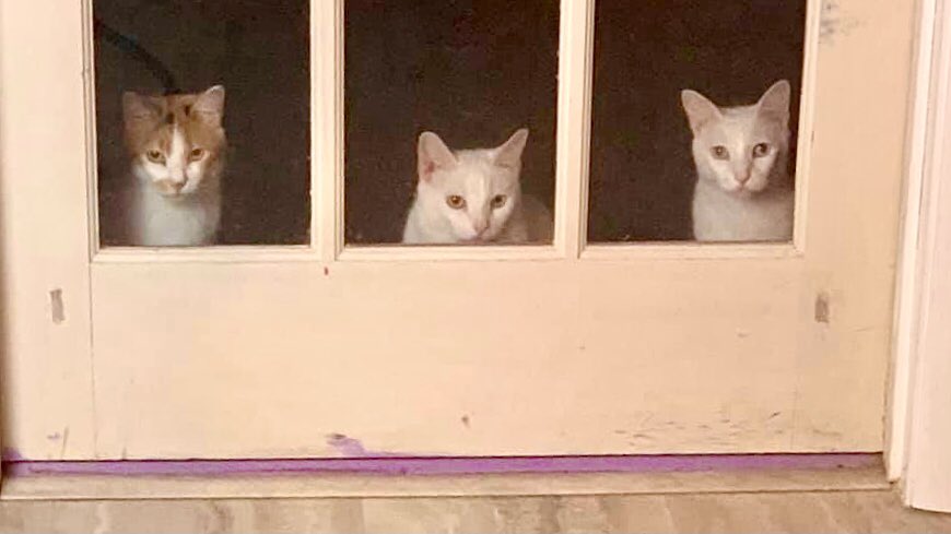 Albacore Tuna: We’re ready to go in and begin our training time! But Trainer is still doing 1:1 with her special favorite, Nue. #acrocats