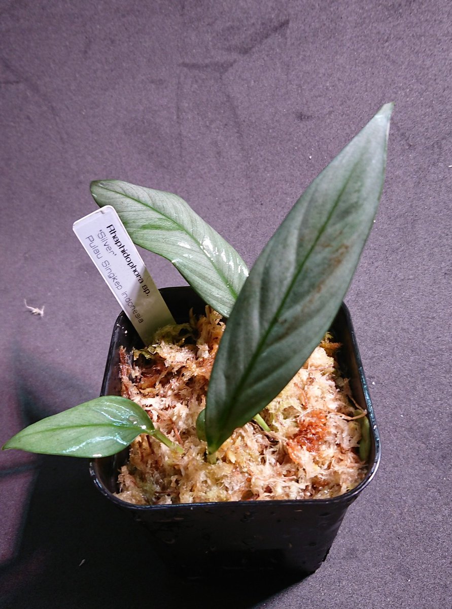 熱帯植物: Rhaphidophora sp. Kpg. Lui Muda - メルカリ