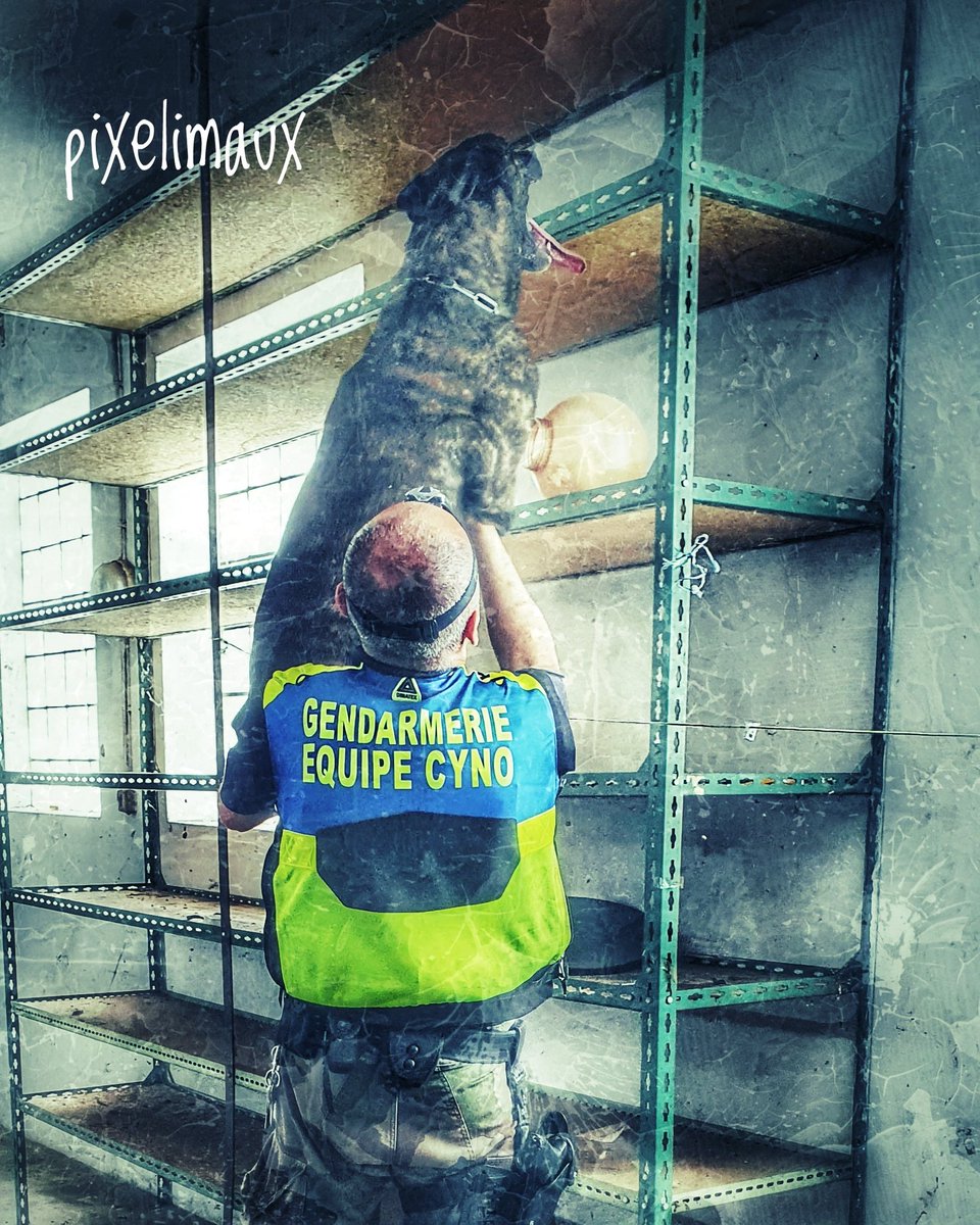 Pixelimaux's tweet photo. Porté de chien lors d une recherche de produits...
#bergerhollandais 
#gendarmerie #gendarmerienationale
#policedog #k9unit #k9 #bergerhollandais #doglover #dogstagram #selfie #selfiedog #policek9 #chienpolicier #chien #gendarmerienationale #gendarmerie #workingdog #psig https://t.co/80MbwN8JI7