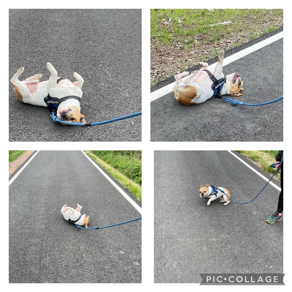 MendingMindsBA's tweet photo. Been very busy the last few weekends so at last managed to visit Cwmcarn one of my favourite places. Lots of new things to see since my last visit 😊don’t think Gus 🐶 was as pleased 🙄@bawelps @bawelclass3 #familyfun #cwmcarnforest https://t.co/XTRhbCDPg6