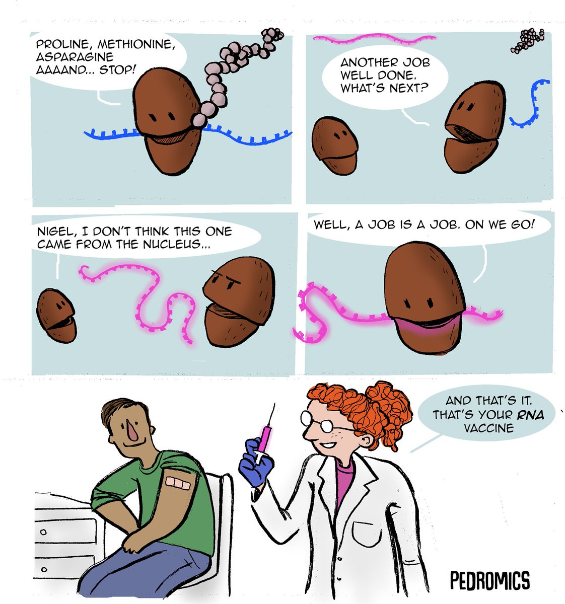 pedromics's tweet image. 7 months after drawing this cartoon my Nigels are finally at work with some of that sparkly mRNA.