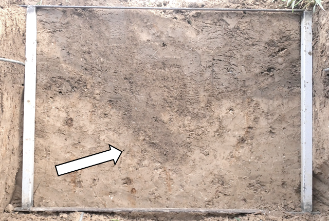 krumensenke's tweet photo. Below the upper 60cm of soil profiles along the erosion gradient in Schlepkow after aFDT: Calcaric Regosol (left), Nudiargic Luvisol (top right), Eutric Stagnosol (Colluvic) (bottom right); arrows point to the subsoil shafts filled with Ap material. https://t.co/EokwoVjkI5
