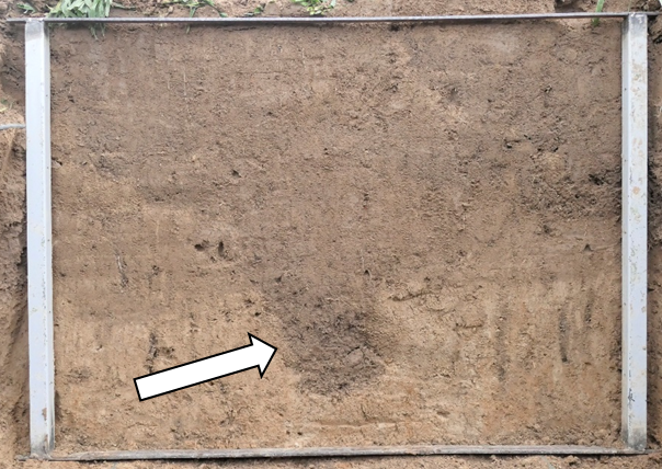 krumensenke's tweet photo. Below the upper 60cm of soil profiles along the erosion gradient in Schlepkow after aFDT: Calcaric Regosol (left), Nudiargic Luvisol (top right), Eutric Stagnosol (Colluvic) (bottom right); arrows point to the subsoil shafts filled with Ap material. https://t.co/EokwoVjkI5