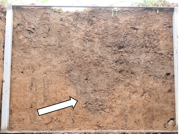 krumensenke's tweet photo. Below the upper 60cm of soil profiles along the erosion gradient in Schlepkow after aFDT: Calcaric Regosol (left), Nudiargic Luvisol (top right), Eutric Stagnosol (Colluvic) (bottom right); arrows point to the subsoil shafts filled with Ap material. https://t.co/EokwoVjkI5