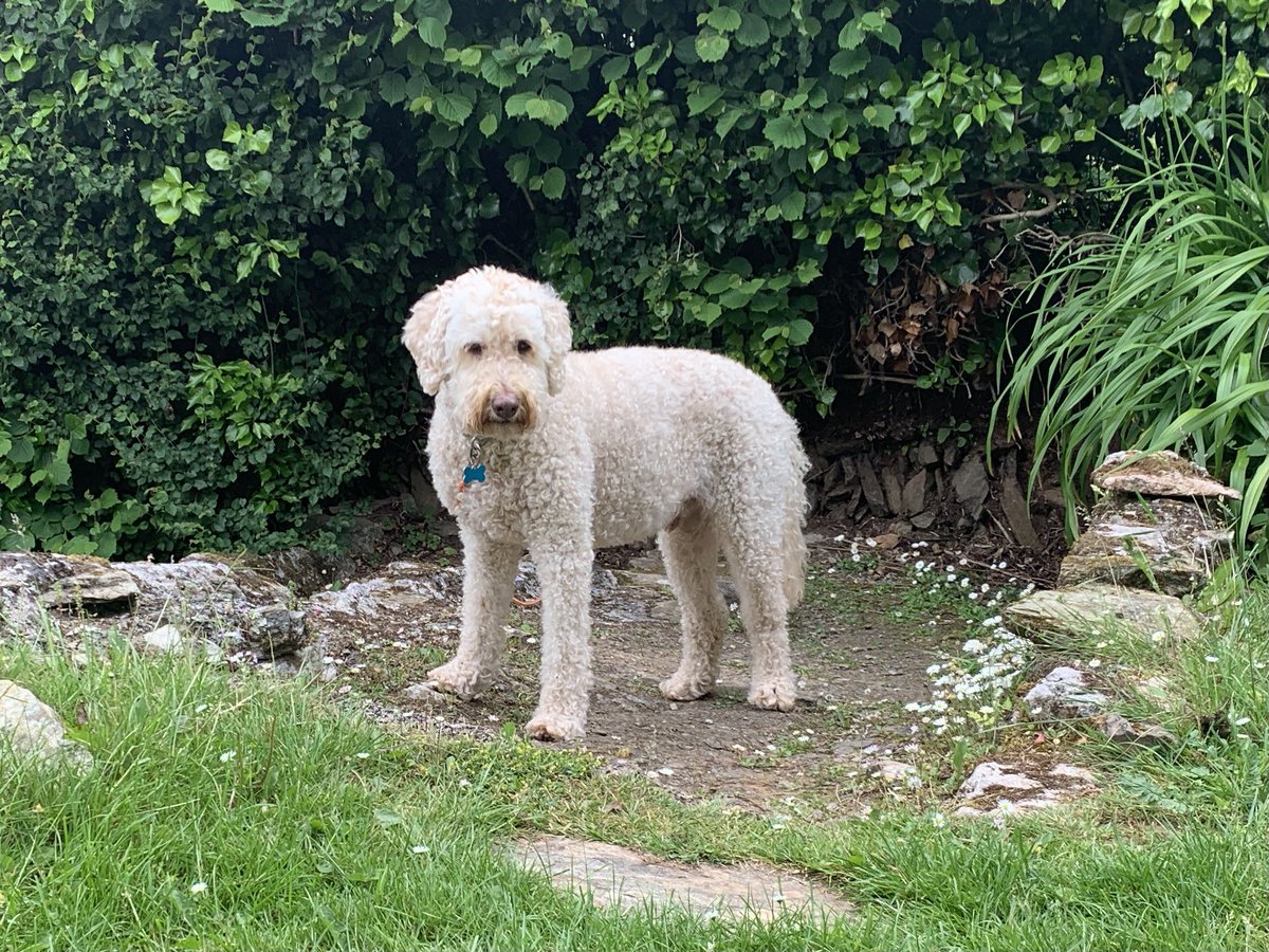 MiloMoomin's tweet photo. Holibobs Day 6 - Hoomum says I’ve been a complete nightmare this morning which she thinks may be due to the fact I got into the food bin last night 🤔🤨. I thought it all tasted great but not sure my tummy agrees today 🤢#SorryForMyself #SteerClearOfBins https://t.co/S6udXrkrFl
