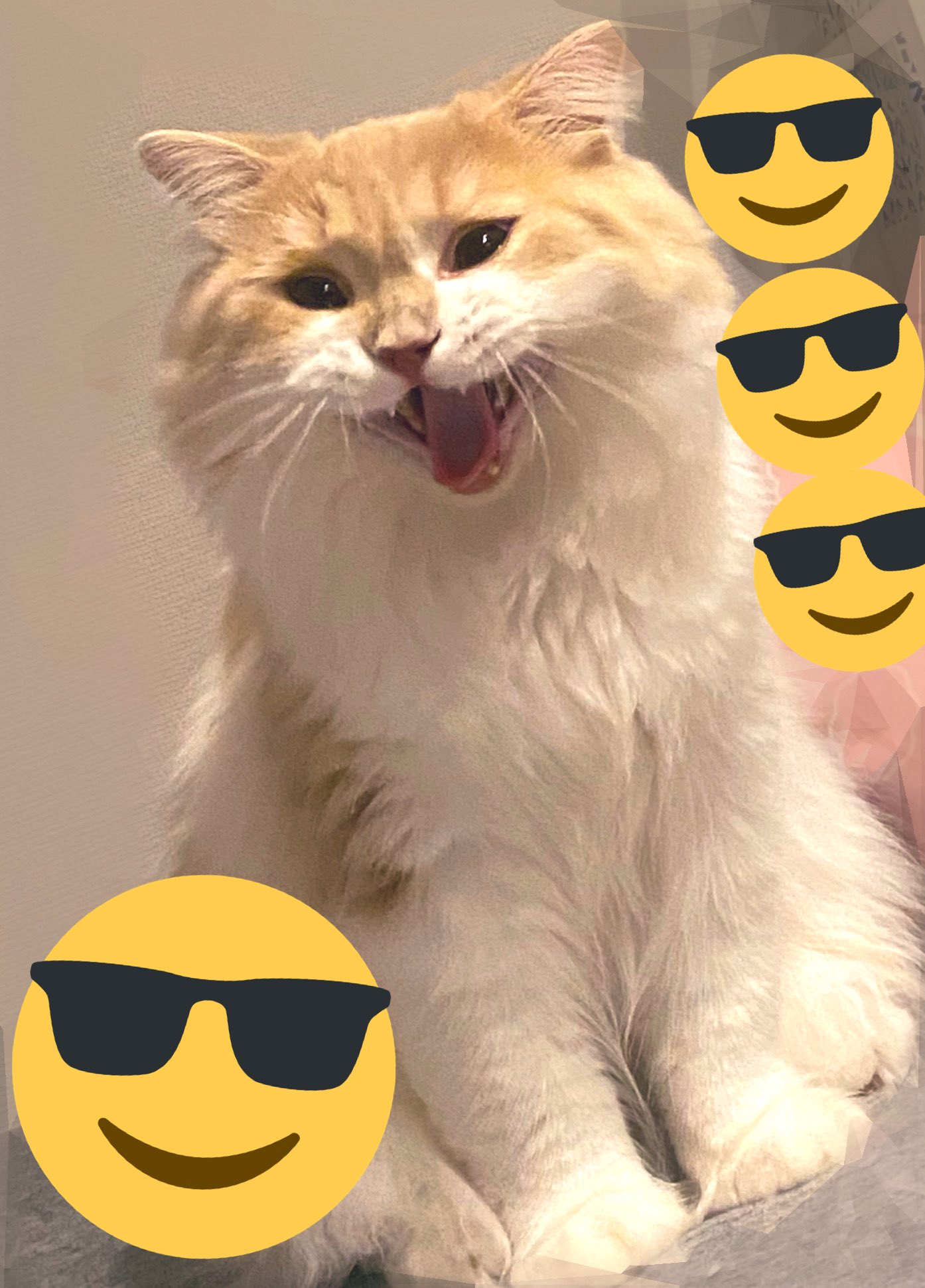 葉加瀬 冬雪 あくびしてる時の顔の癖強い