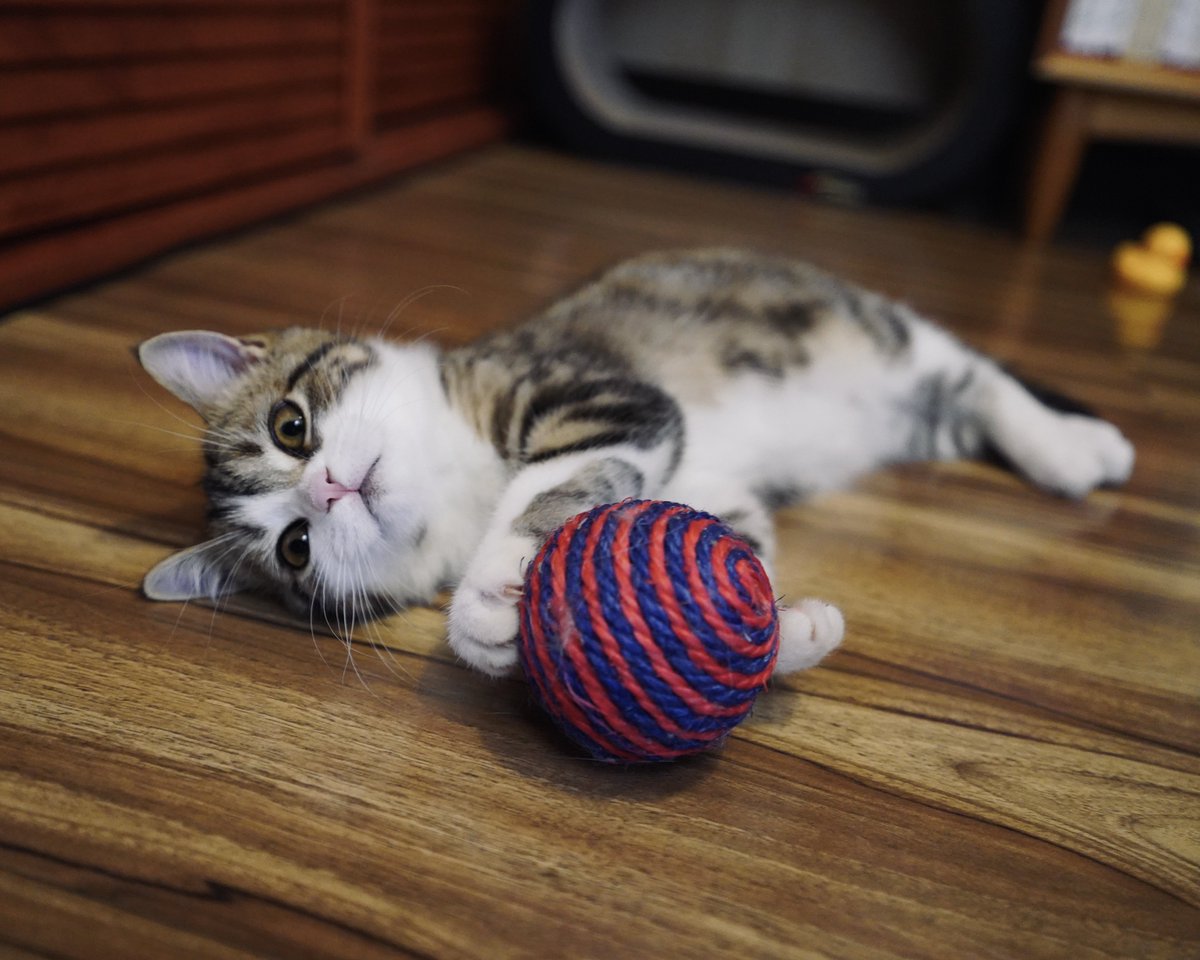 Would you like to join me in playing ball?⚽️

#CatsOfTwiter 
#cats 
#猫