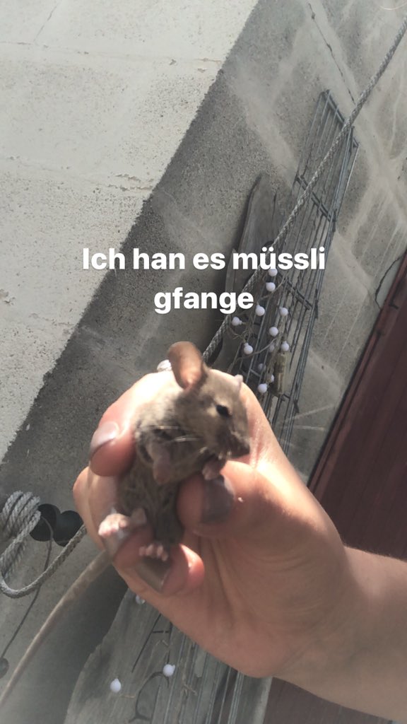 cclaaudiiab's tweet photo. Und es müsli gfange han ich au https://t.co/ybjEsz36fm