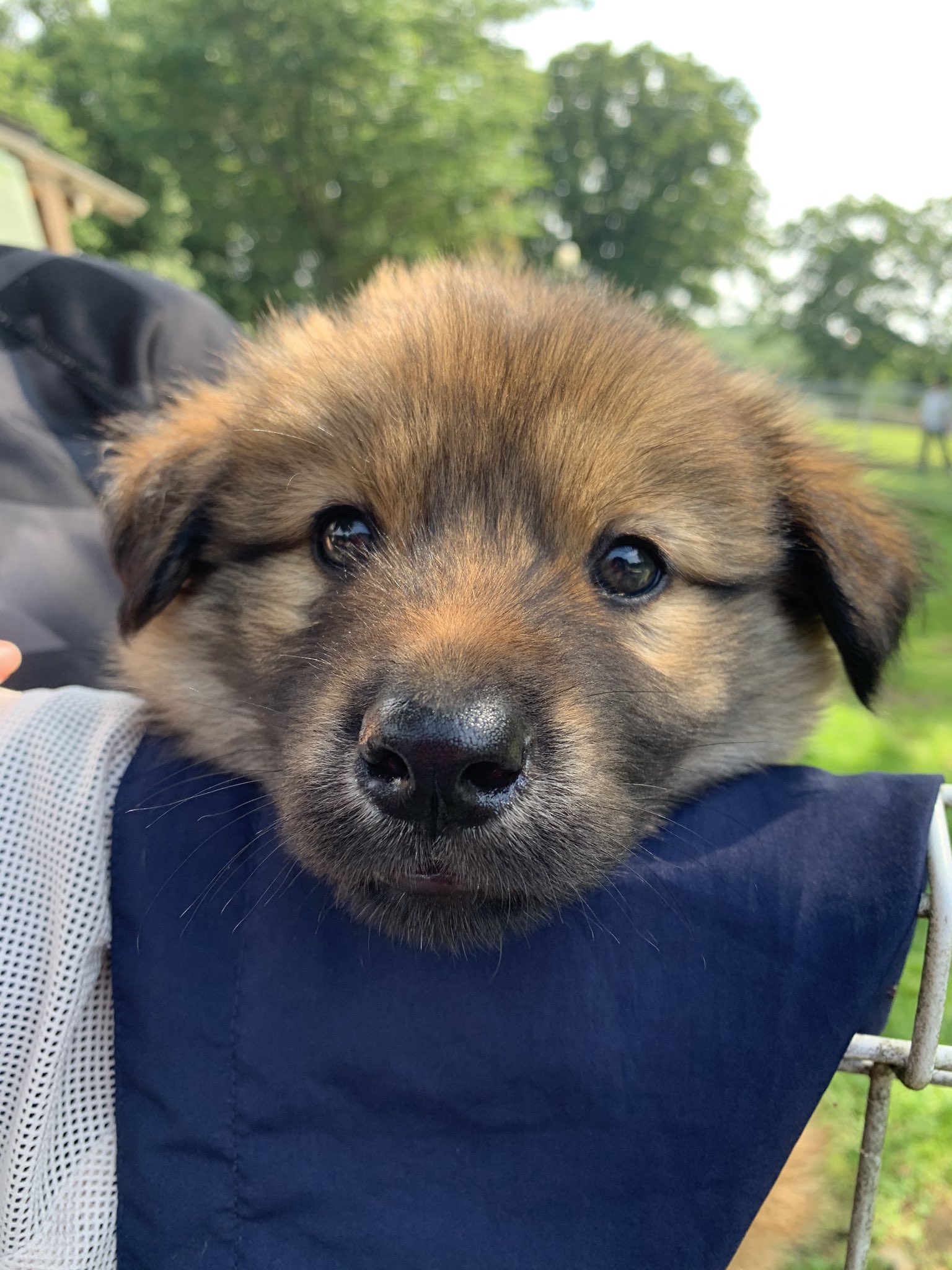 Tanpopo11 明日日 日曜日 は茨城県小美玉市花木センターで犬猫譲渡会です お昼から午後の3時まで開催します 茨城県小美玉市部室11 4 駐車場で開催します 当日可愛いにゃん子さんや仔犬ちゃんが参加します T Co Xosnzdalv4 Twitter