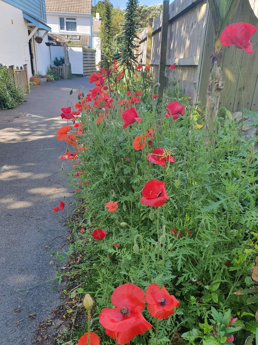 beccainscilly's tweet image. POPPIES!!! #scilly #islesofscilly #communityplanting #wildlife #nature #bees #pollinators