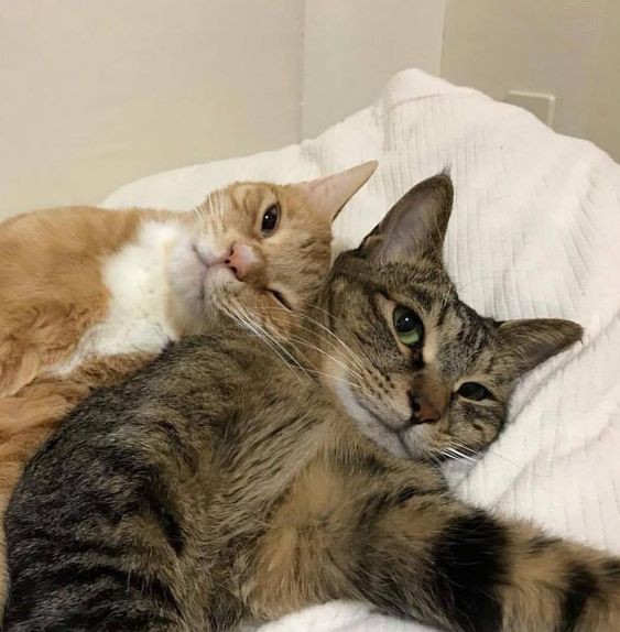 🐰🐱 (@houriyminlix) on Twitter photo 