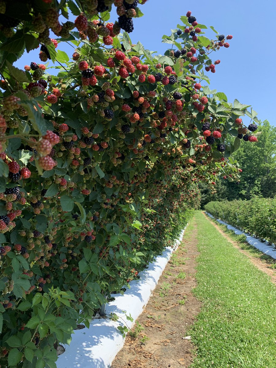 AaronJCato's tweet photo. There is nothing better than a fresh, fully ripe blackberry. Get out to your local farmers markets today and celebrate blackberry month! @fruitveg_uaex #uaexHORT https://t.co/u4WhS9LsLQ