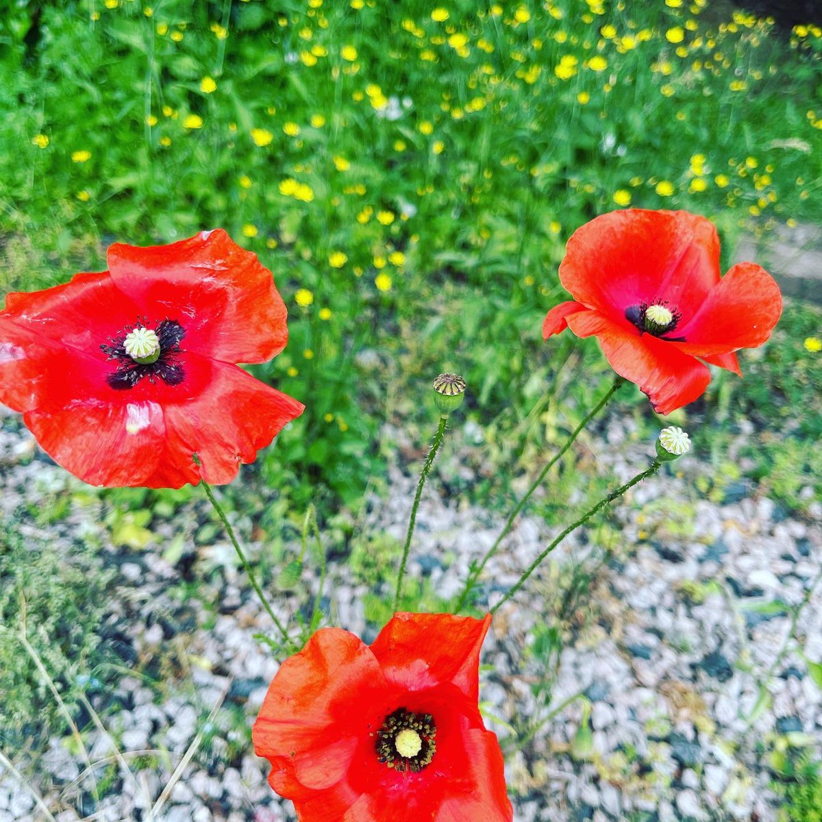 Appreciate nature and the wild gardens! #beforemakeover #GardenersWorld #Worcestershire #discoverworcester #pubgardens #hospitalityindustry  #reopeningsoon #wildlife #wildflowers #worcesternews