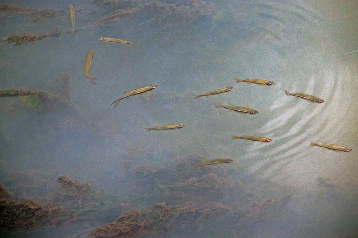 d1karun's tweet photo. #Esomus dandricus (Nepali- Dedhuwa) is tiny (5-6 cm average) #freshwater #fish with exception ability of jump, thus is named as flying #barb. Also it has a pair of long barbels that reach almost to its anal fin. https://t.co/Le1hGtGAiW