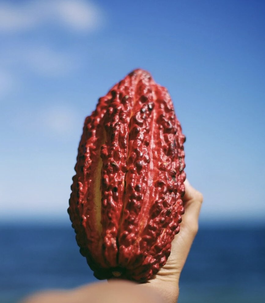 nycjamgal's tweet photo. For those who haven’t Googled #RubyChocolate yet it IS a thing as @treyanastasio mentioned and features an unfermented cacao bean treated with acids (not L) to maintain the bean’s reddish/pink hue and tastes berry fresh & fruitier. #NotAStripper #SPAC https://t.co/dJmDz2xGhB