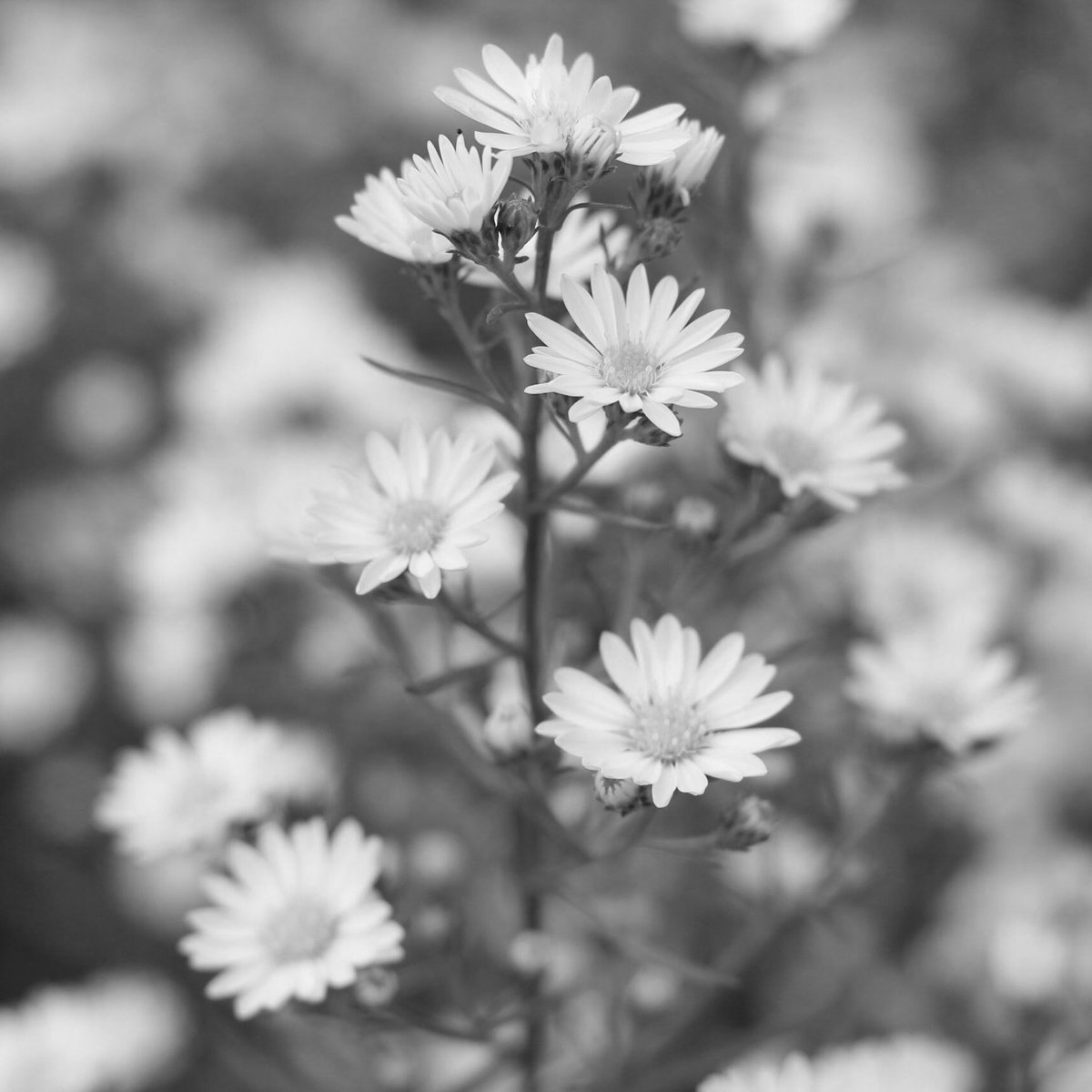 XJERROMEX's tweet image. (*・～・* 𝐹𝑎𝑐𝑡 𝑎𝑏𝑜𝑢𝑡 𝐽𝑒𝑟𝑟𝑜𝑚𝑒 *・～・*)