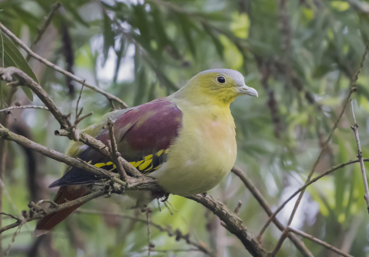 The 1st record of a bird in a region is exciting, pure bliss for birders. Ladies and not-so-gentlemen, presenting the first record of Ashy-headed Green-Pigeon in Bihar outside Valmiki NP area. Someone's going to howl tonight. @IndiAves @WildlifeMag @AnimalPlanetIn @birdcountindia