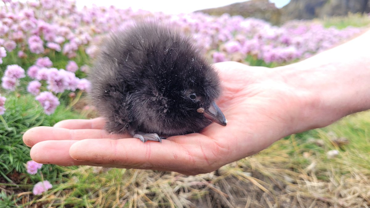 A few Pufflings were found down the burrows! This one can only be a few days old 😍 #seabirdsaturday