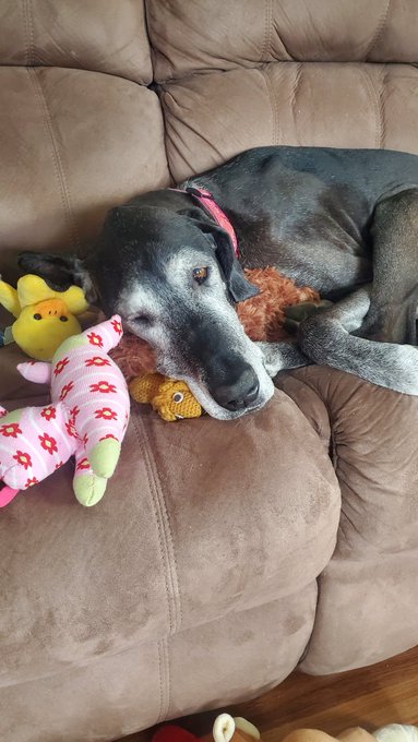 Mary's Playroom - @Maggarooo She looks just like our girl we lost recently 😥 https://t.co/hu5Sc5I3kp
