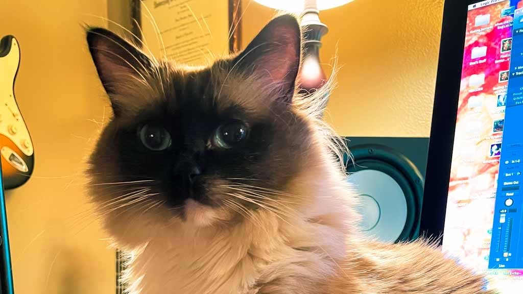 _ButterflyMusic's tweet photo. "Yeah, yeah, yeah. I know. You have to work on vocals today. But what I really want to know is, "Where the hell are the singing cats?" #paulnewman #cats #studiokitty #studiocat #findingbutterfliesmusic https://t.co/XSNTVC801s
